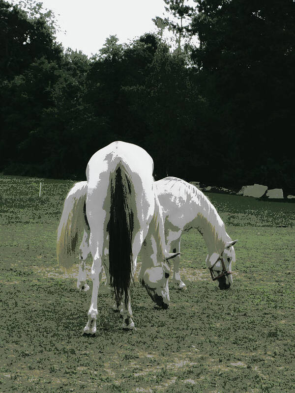Horses Poster featuring the photograph Grazing Friendship by Kim Galluzzo