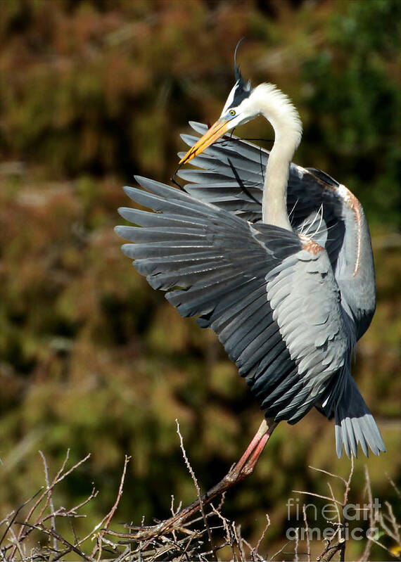 American Poster featuring the photograph Great Blue Heron Landing by Sabrina L Ryan