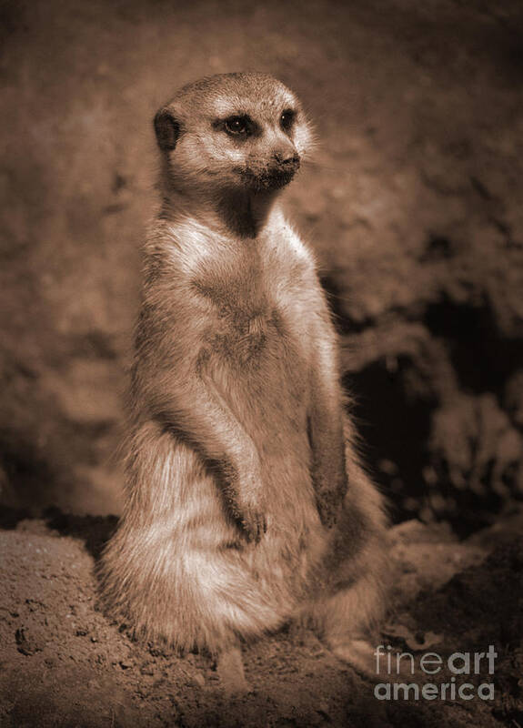 Meerkat Poster featuring the photograph Hakuna Matata by Janeen Wassink Searles