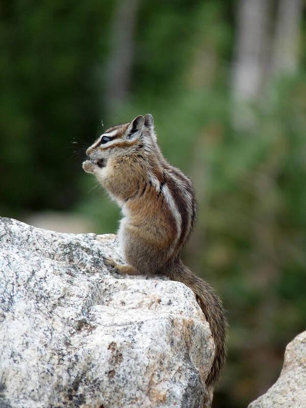 Chipmunk Poster featuring the photograph Having a Snack by Terry Eve Tanner