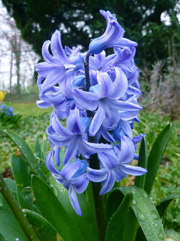 Hyacinth Poster featuring the photograph Hyacinth in Bloom by Victoria Lakes
