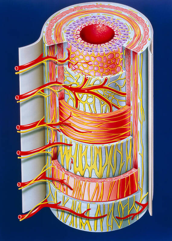 Intestine Poster featuring the photograph Illustration Of The Small Intestine by John Bavosi