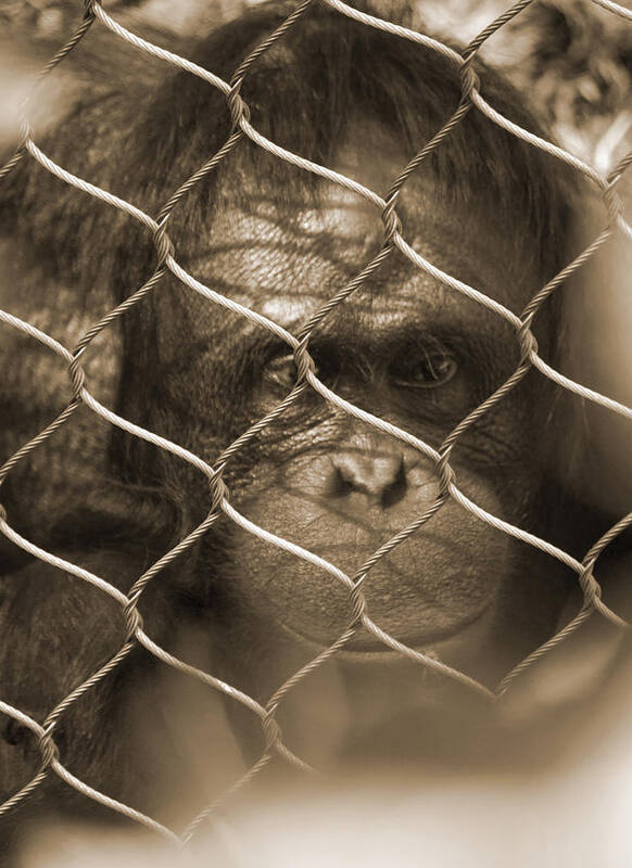 Monkey Poster featuring the photograph I'm not Guilty by Ivete Basso Photography