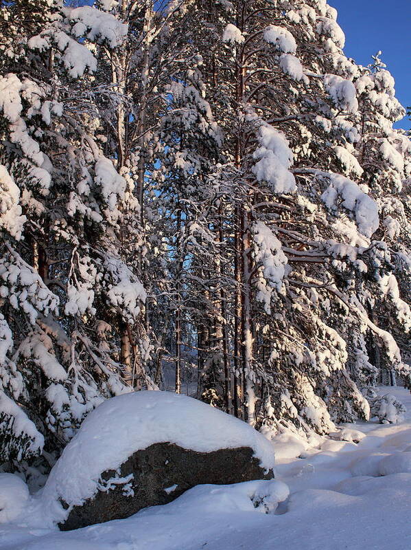 Lehtokukka Poster featuring the photograph January nr1 by Jouko Lehto