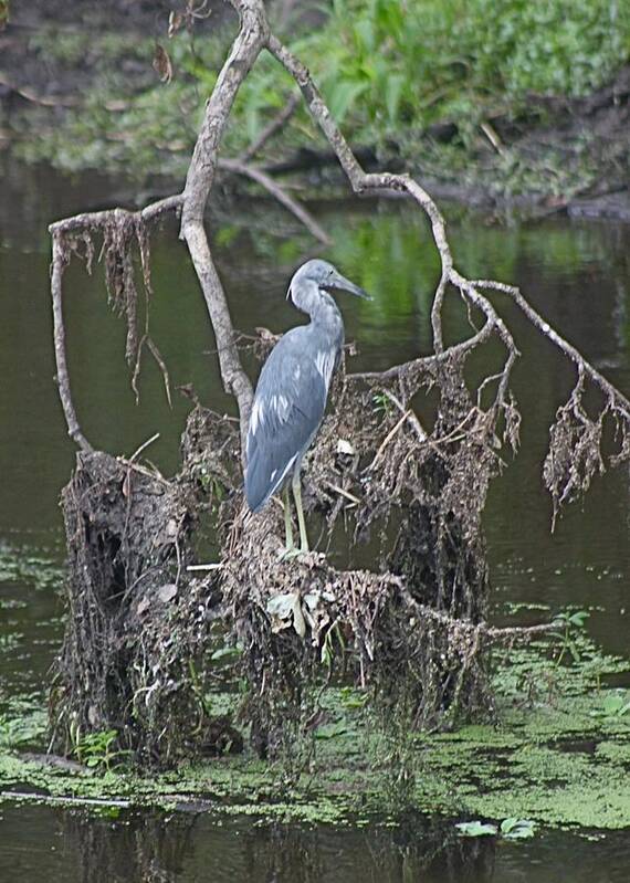 Little Blue Heron Poster featuring the photograph Juvenile Little Blue Heron by Jeanne Juhos