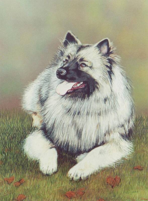 Dog Poster featuring the drawing Keeshond by Tod Locke