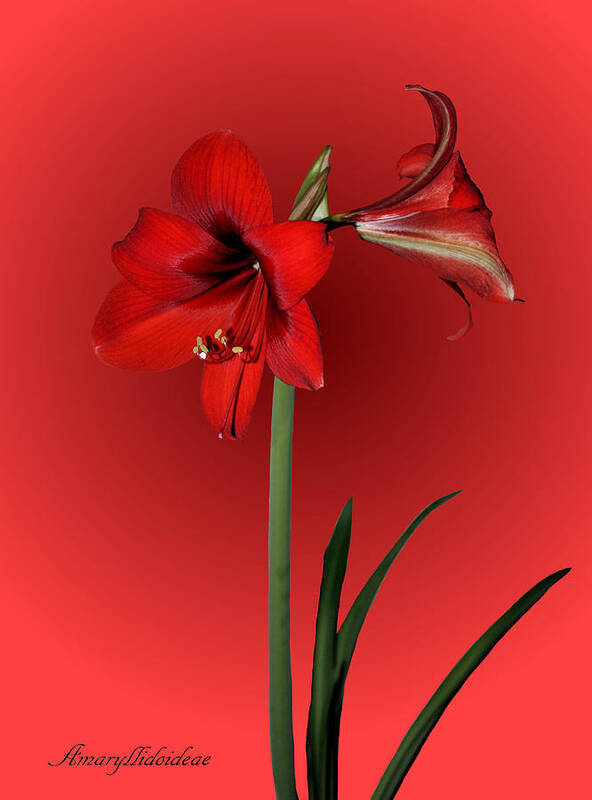 Amaryllis Poster featuring the photograph Lady in Red by Kristin Elmquist