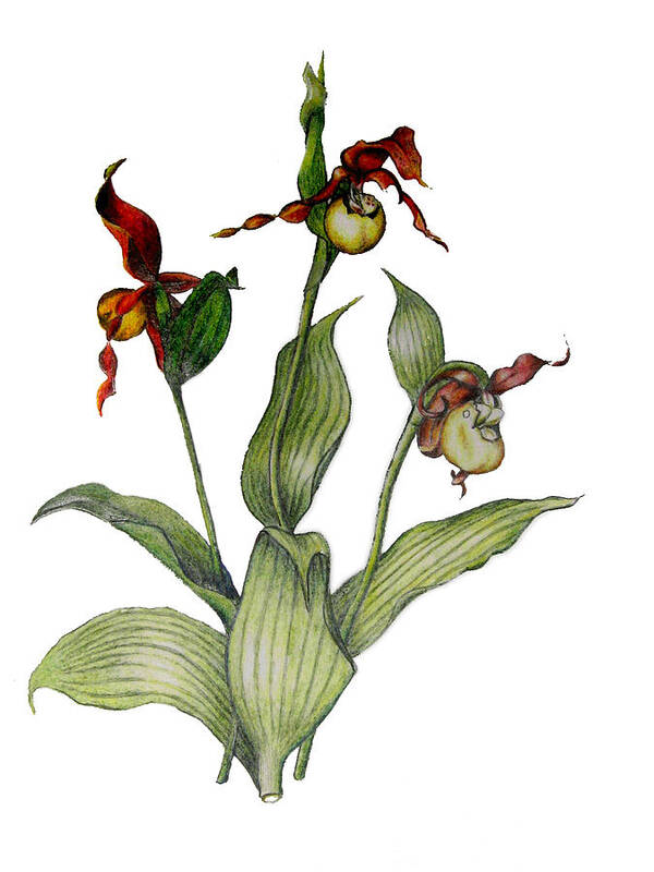 Fine Art Poster featuring the drawing Lady Slipper by Ben Saturen
