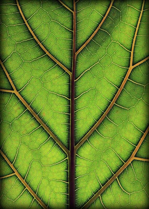 Green Poster featuring the photograph Leaf Pattern 2 by Amy Neal