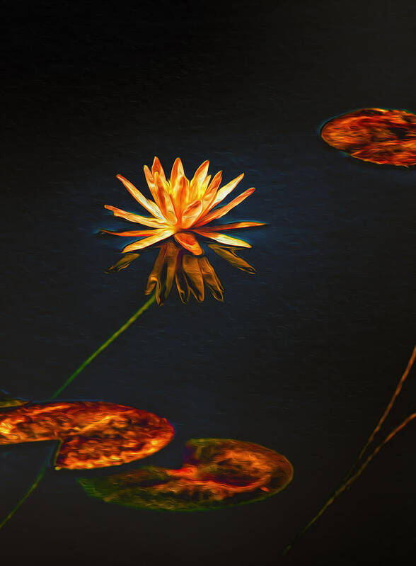 Lilypads Poster featuring the photograph Lily Pads on Midnight Black by Bill and Linda Tiepelman