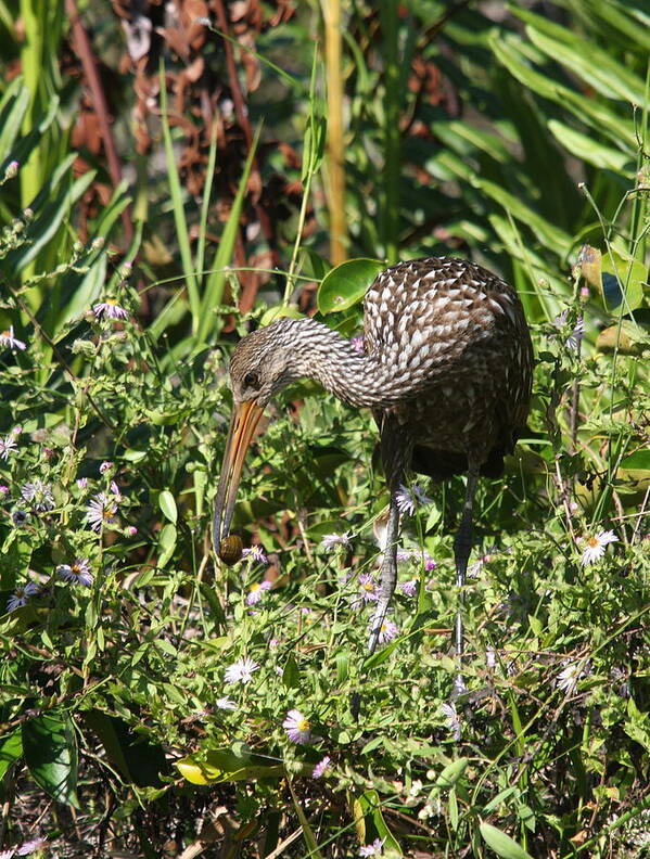 Limpkin Poster featuring the photograph Limpkins Lunch by Christiane Schulze Art And Photography