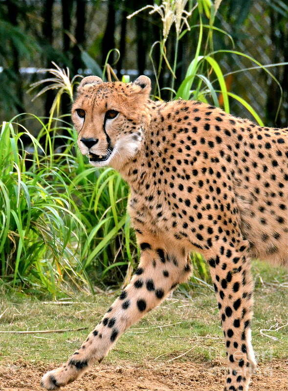 Cheetah Poster featuring the photograph Looking Good by Carol Bradley