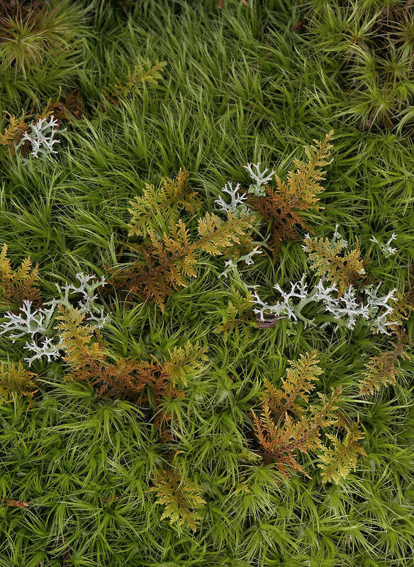 Bryophyta Poster featuring the photograph Moss And Lichen by Daniel Reed