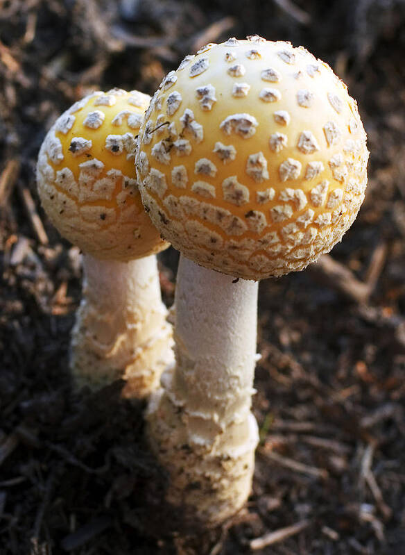 Mushroom Poster featuring the photograph Mushroom Couple by Frank Winters