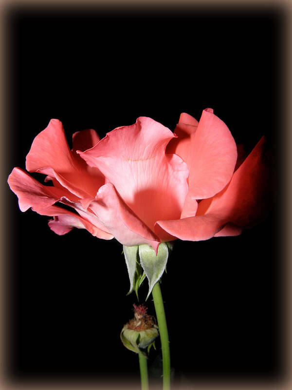 Flower Poster featuring the photograph Nightly Rose Flow by Kim Galluzzo