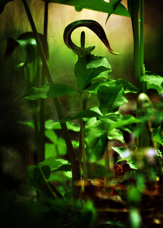 Jack In The Pulpit Poster featuring the photograph Opening and Upward by Rebecca Sherman