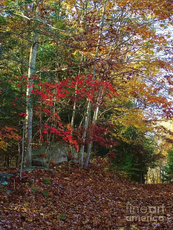 Landscape Poster featuring the photograph Peaceful Path by Michelle Welles