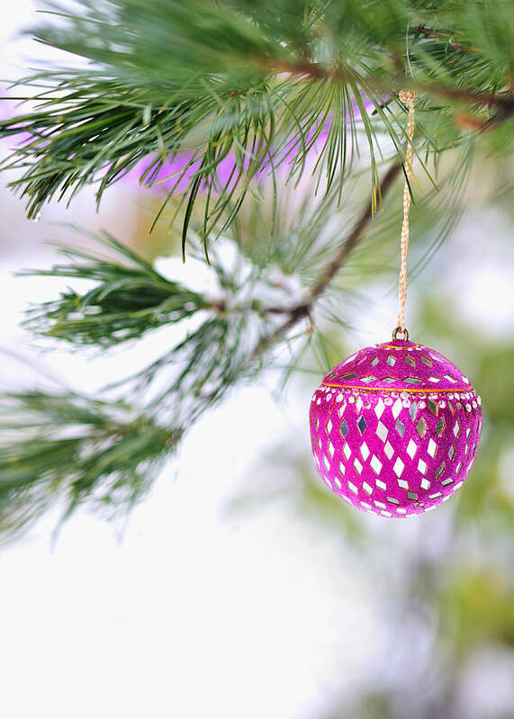 Christmas Poster featuring the photograph Pink Christmas ornament on snowy pine tree branch by Marianne Campolongo
