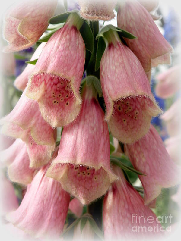 Foxglove Poster featuring the photograph Pink Foxglove by Lainie Wrightson