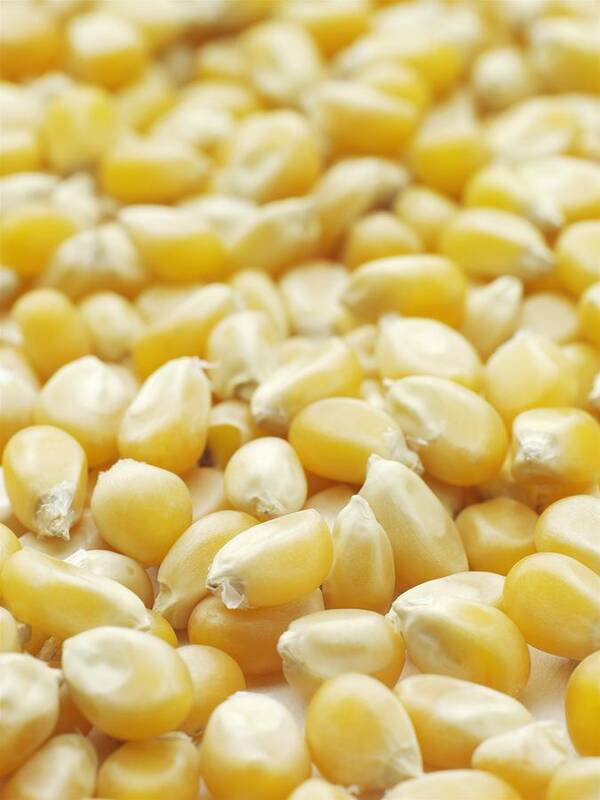 Close Up Poster featuring the photograph Popping Corn by Jon Stokes