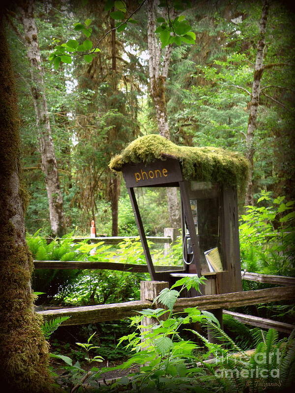 Forest Poster featuring the photograph Rain Forest Telephone Booth by Tatyana Searcy