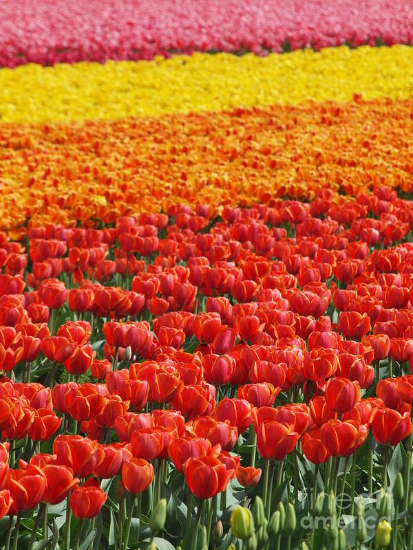 Tulips Poster featuring the photograph Rainbow of Tulips by Jan Noblitt