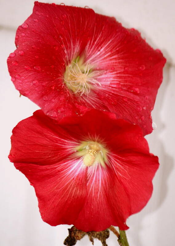 Red Hollyhocks Poster featuring the photograph Red Hollyhocks by Donna Walsh