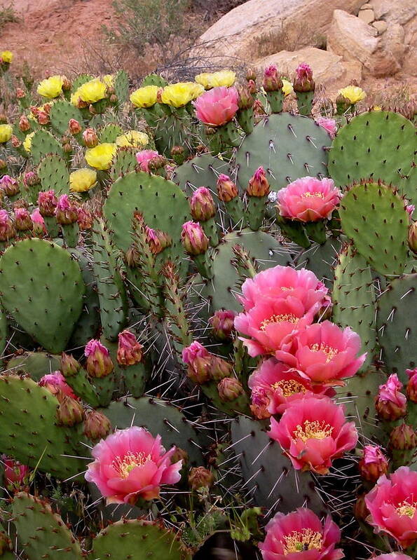 Cacti Poster featuring the photograph Rocky Bloom by Amelia Racca