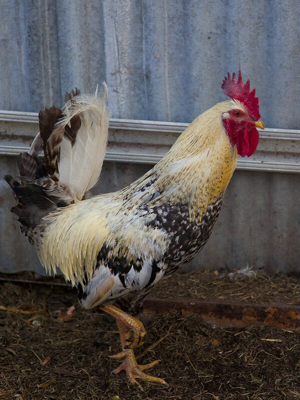 Chicken Poster featuring the photograph Rooster rules. by Carole Hinding