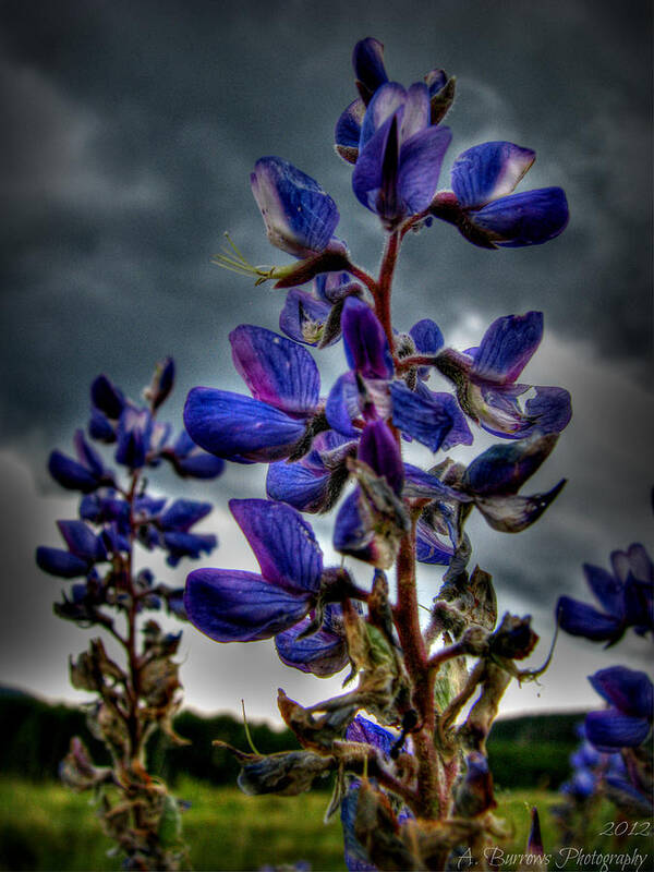 Silver Lupines Poster featuring the photograph San Francisco Volcanic Field Silver Lupines HDR by Aaron Burrows