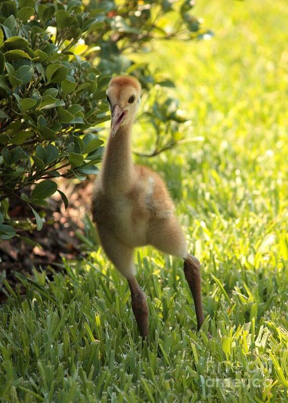 Sandhill Crane Poster featuring the photograph Sandhill Toddler by Carol Groenen