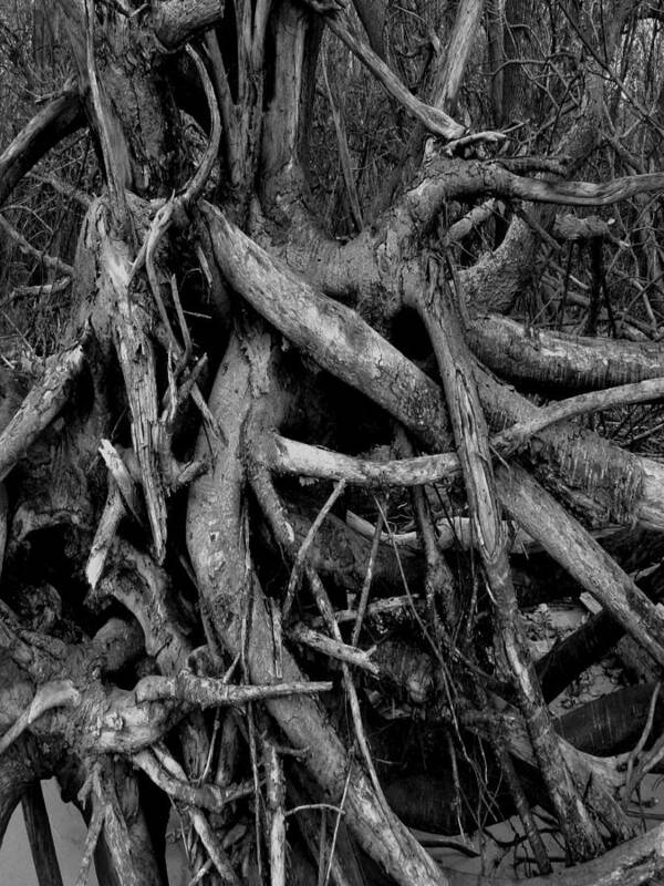 B&w Poster featuring the photograph Scary Branches by Dorin Adrian Berbier