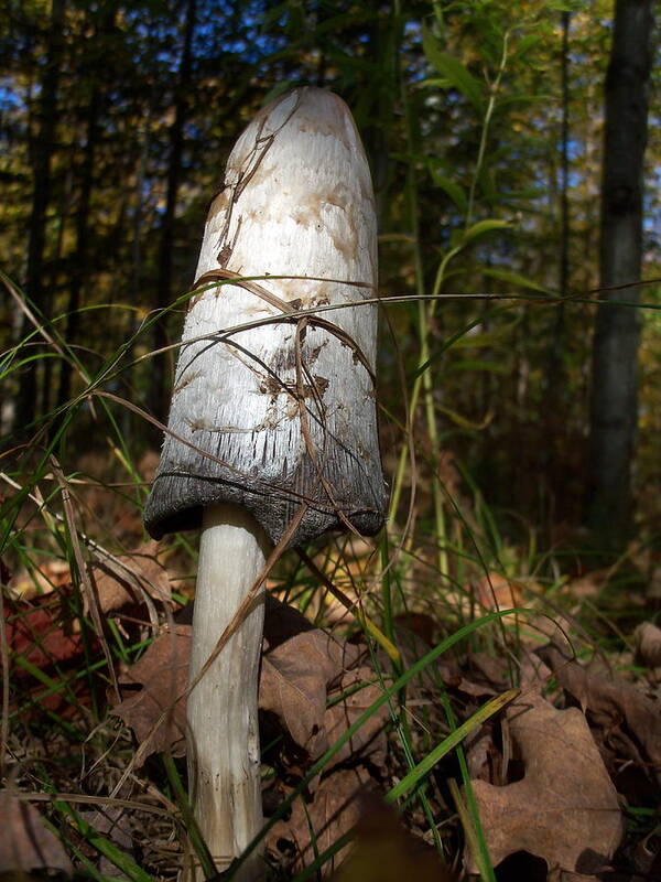 Nature Poster featuring the photograph Shaggy Mane by David Pickett