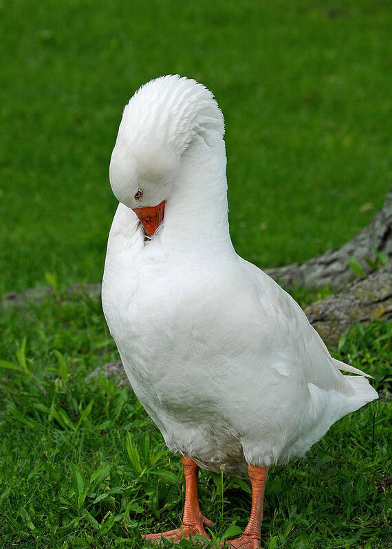 City Scenes Poster featuring the photograph Shy Goose by Lisa Phillips