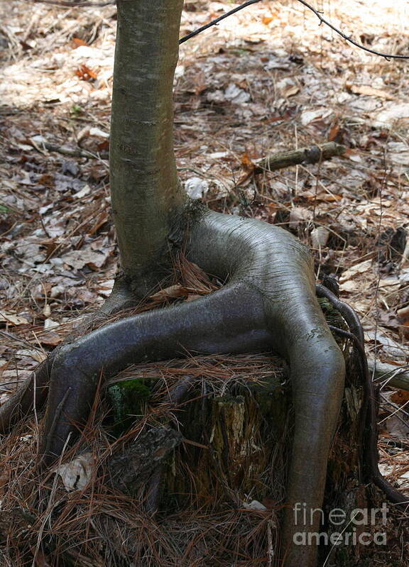 Tree Poster featuring the photograph Sit Down by Neal Eslinger