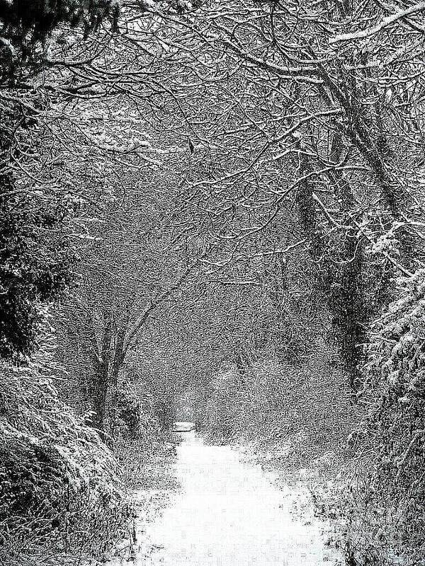 Snow Poster featuring the photograph Snowy path by Linsey Williams