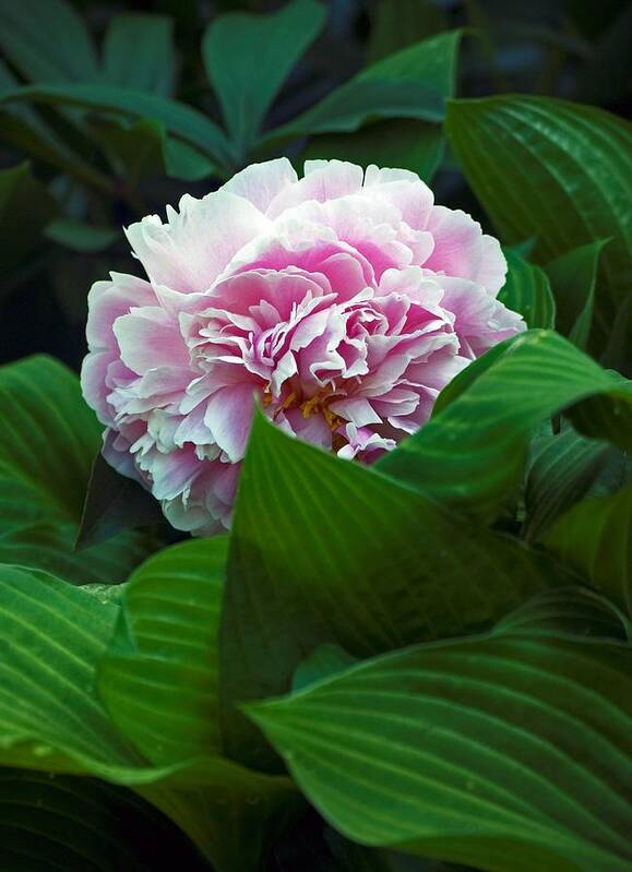Peony Poster featuring the photograph Soft Pink by Elsa Santoro