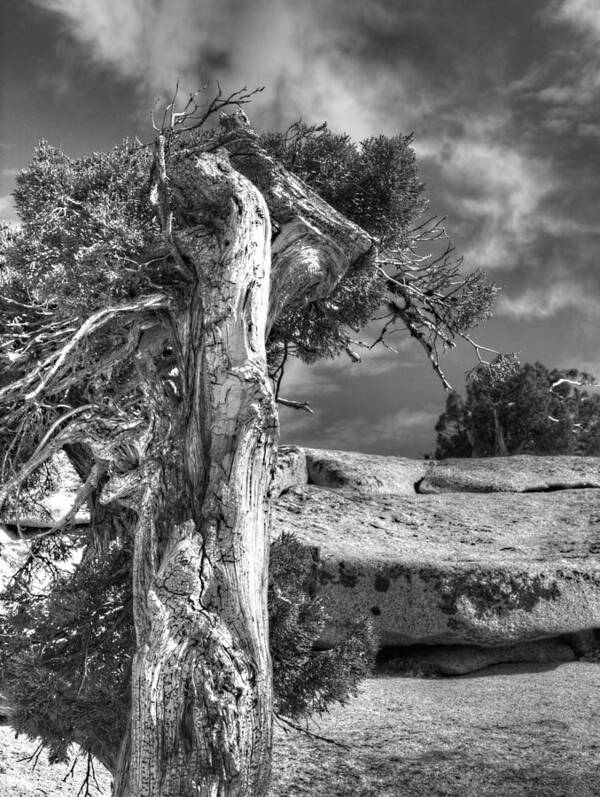 Yosemite Poster featuring the photograph Stalwart by Joe Schofield