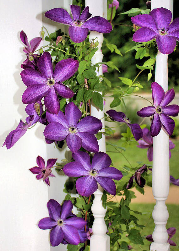 Clematis Poster featuring the photograph Summer Blooms by Kristin Elmquist