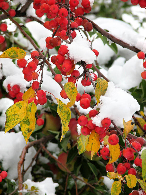 Cherries Poster featuring the photograph Summer meets Winter by Rick Wicker