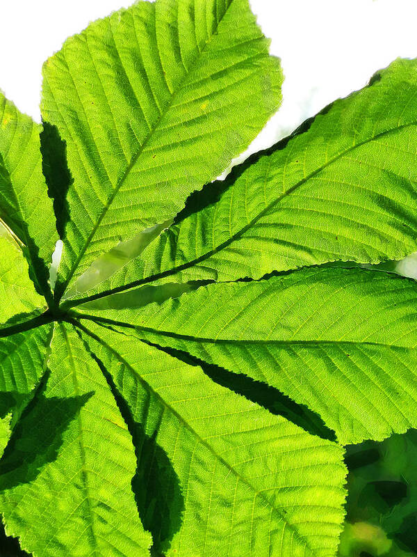 Leaf Poster featuring the photograph Sun on a Horse Chestnut Leaf by Steve Taylor
