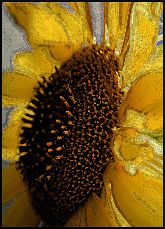 Sunflower Poster featuring the photograph Sunflower Side by Lou Belcher