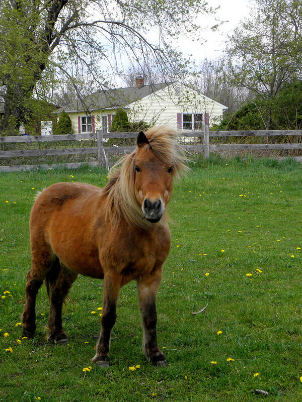 Miniature Pony Poster featuring the photograph Taking A Stand by Kim Galluzzo