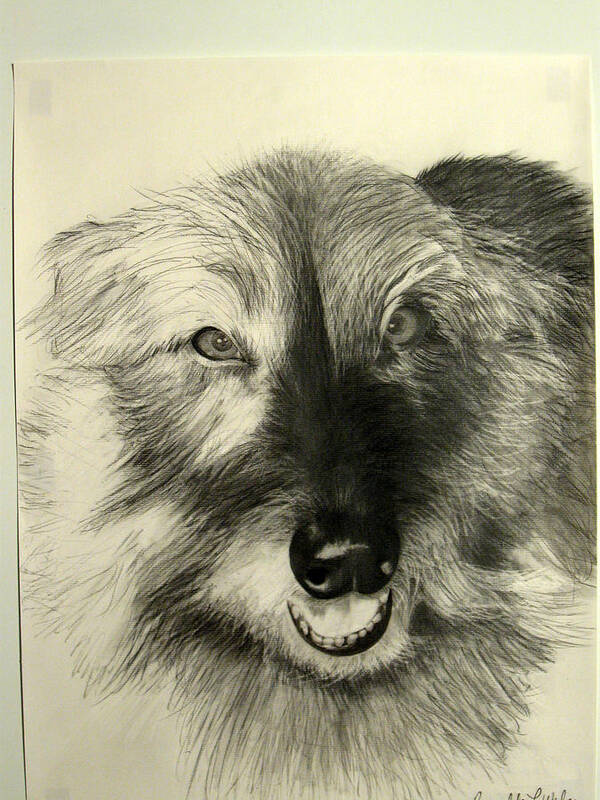 Dogs Poster featuring the drawing Tesse by Ron Weber