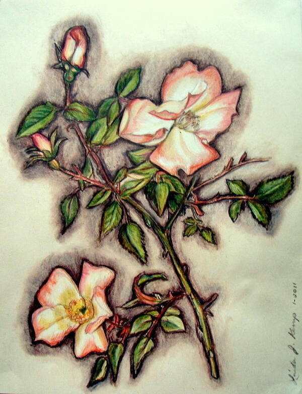 Wild Rose Poster featuring the drawing The Wild Rose by Linda Nielsen