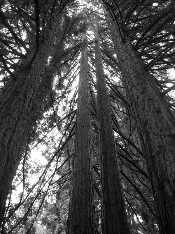 Trees Poster featuring the photograph Towering Giants by Matt Hanson