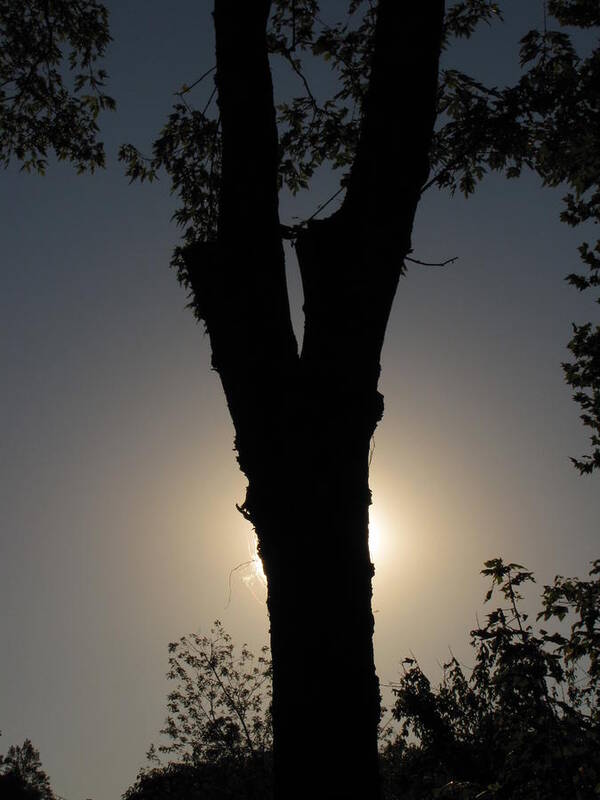 Tree Poster featuring the photograph Tree Silhouette by Shane Brumfield