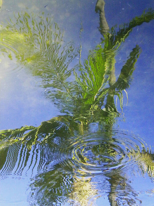 Palm Tree Poster featuring the photograph Tropical Abstraction by Sandy Fisher