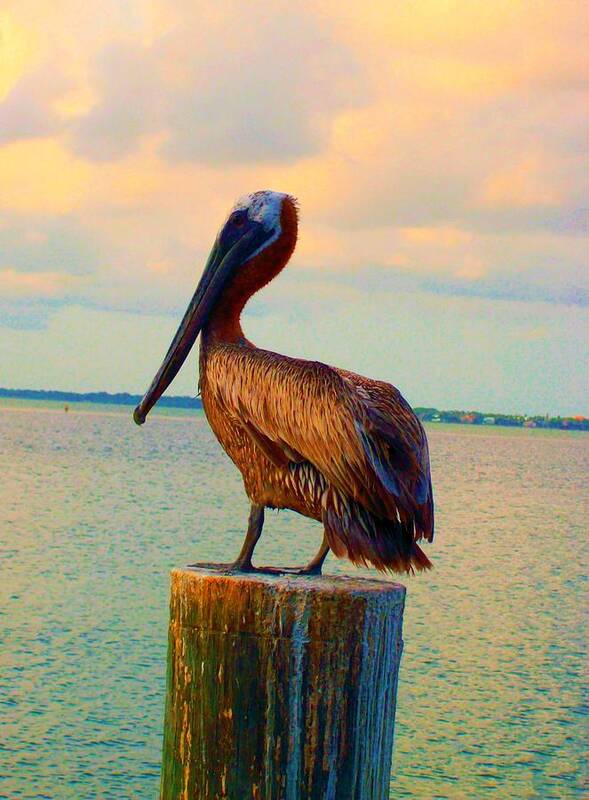 Pelican Poster featuring the photograph Until Tomorrow In Long Boat Key 2 by Megan Ford-Miller