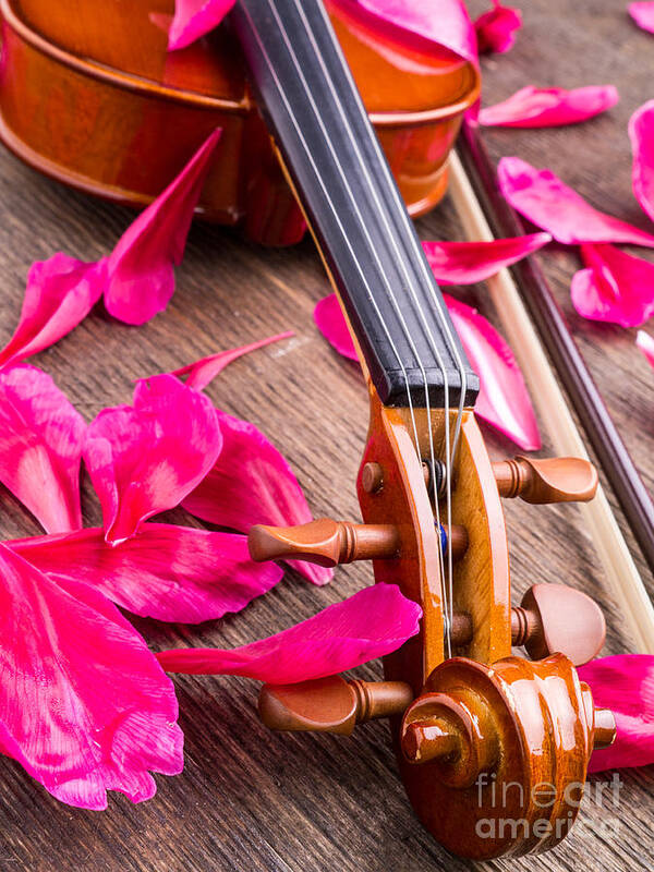 Music Poster featuring the photograph Violin and Roses by Edward Fielding